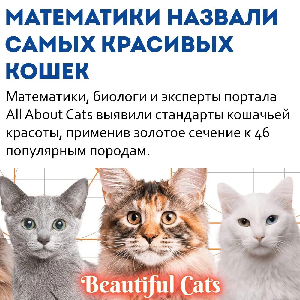 Кто сказал «Мяу»?
