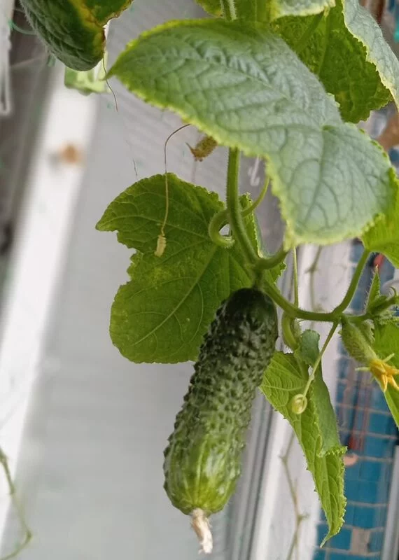 Tapтaлeтки & Ко