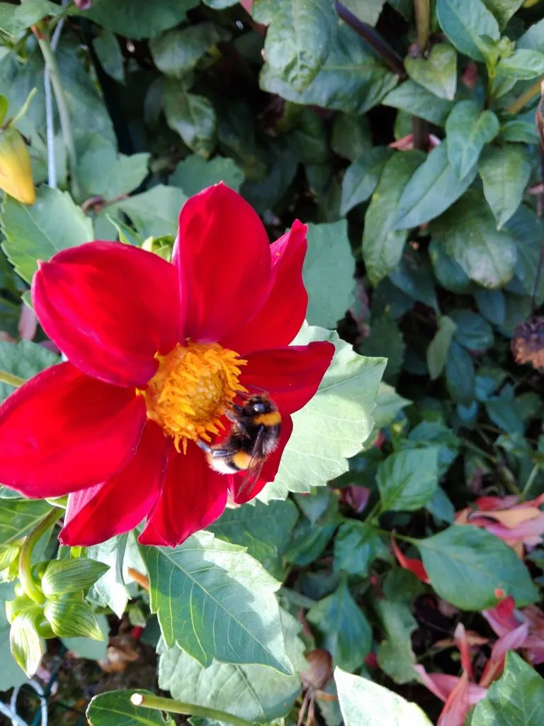 Чайная беседка