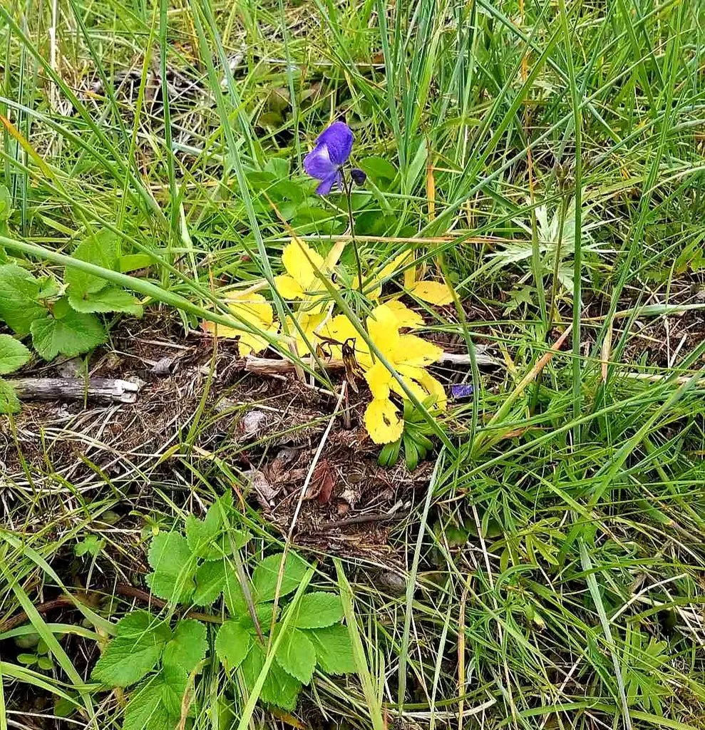 Чайная беседка