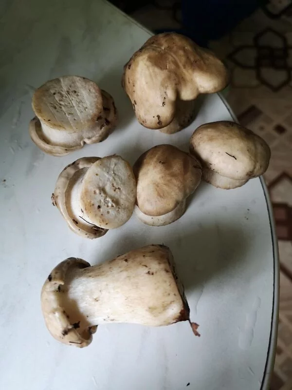 По грибы с лукошком