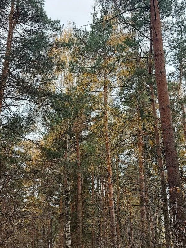 Чайная беседка