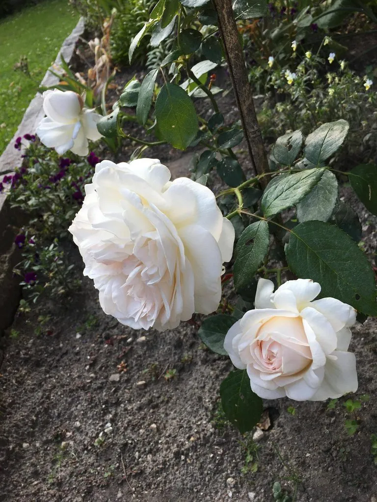 Чайная беседка