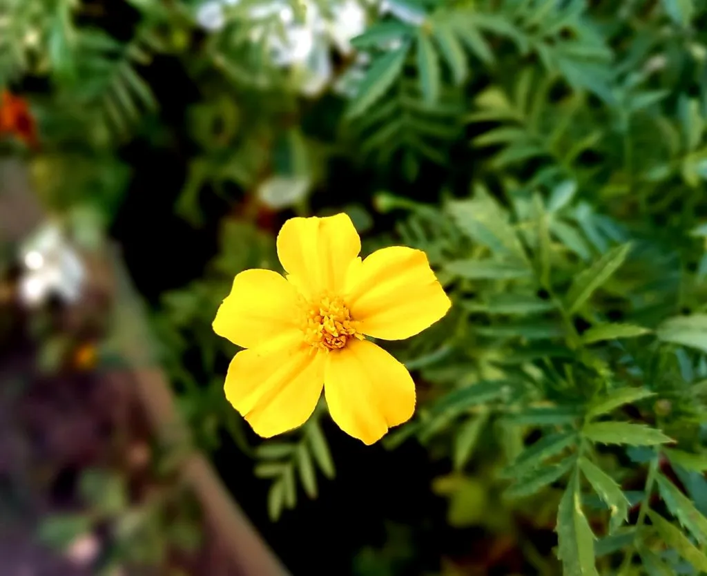 Чайная беседка