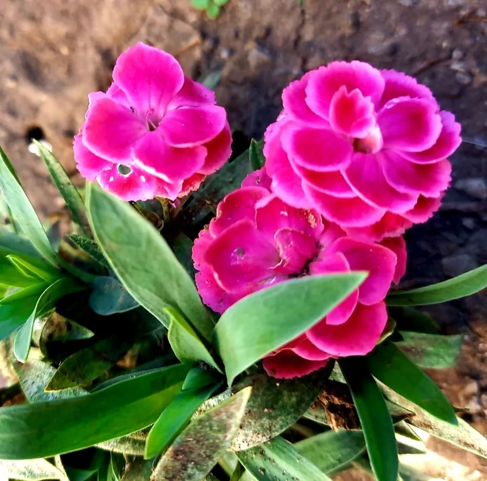 Tapтaлeтки & Ко