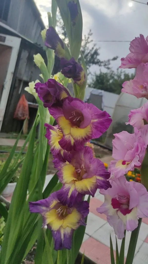 Флора