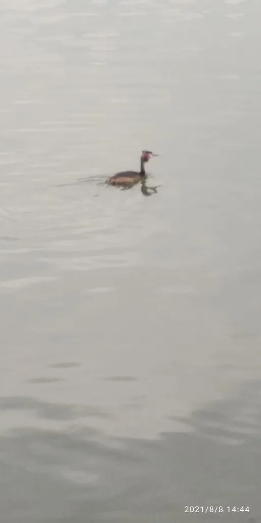 Tapтaлeтки & Ко