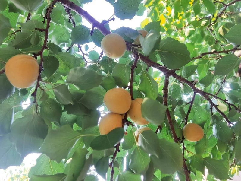 Фотонастроение