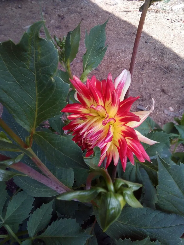 Чайная беседка