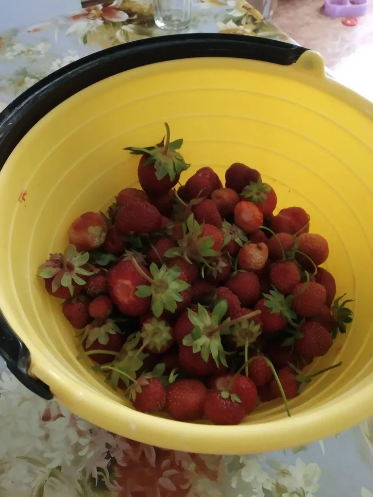 Чайная беседка