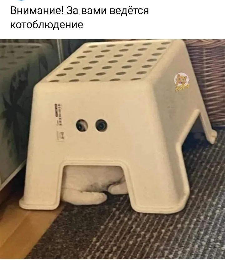 Кошичкина полиция