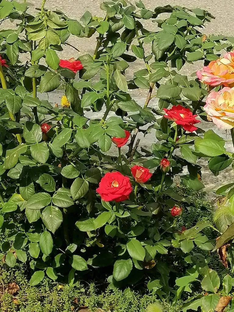 Чайная беседка