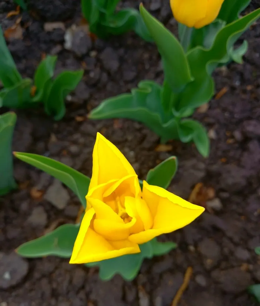 Tapтaлeтки & Ко