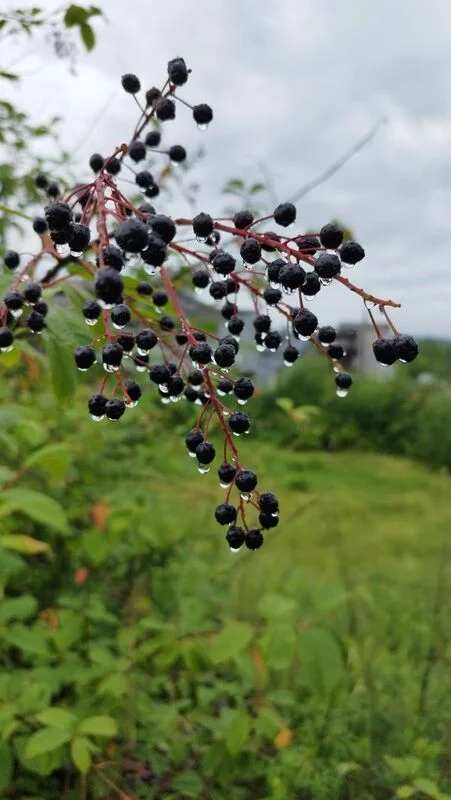 Чайная беседка
