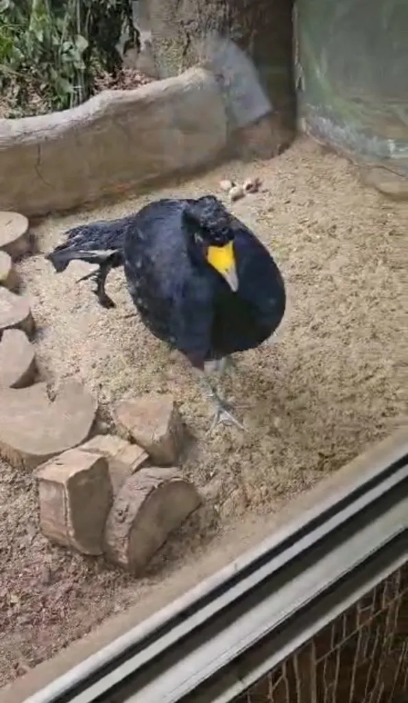 Чайная беседка