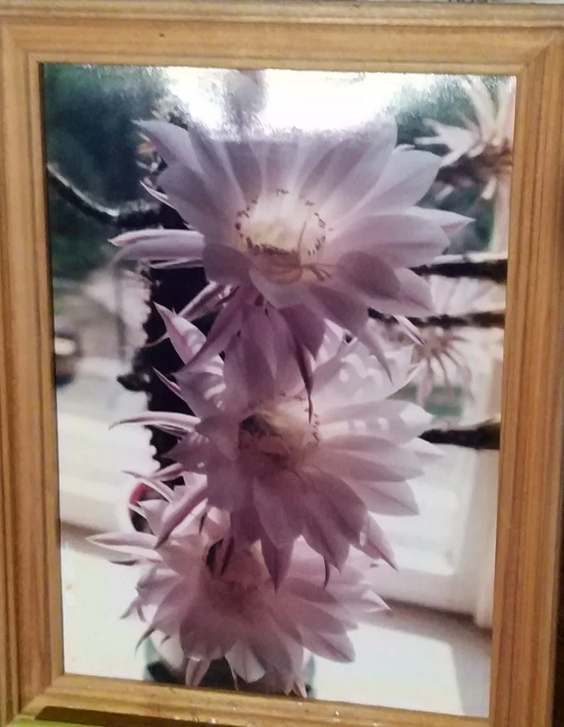 Кафе «У пани Сони»