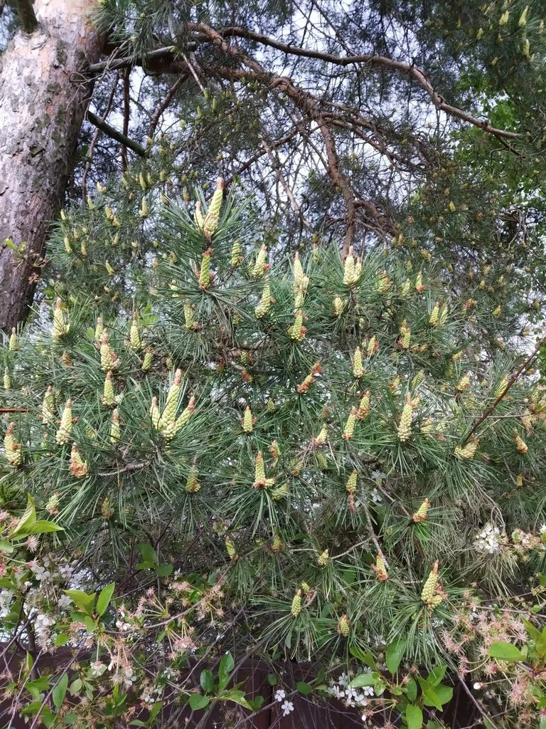 Чайная беседка