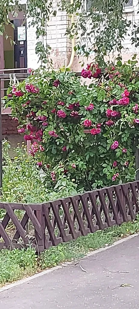 Чайная беседка