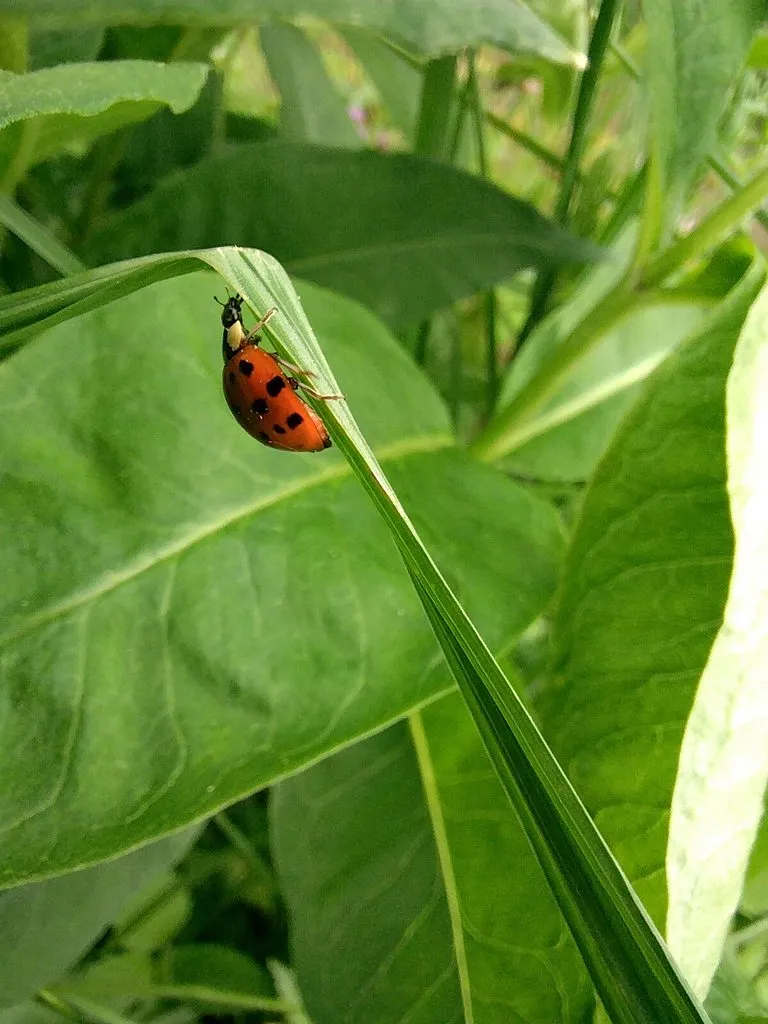 Чайная беседка