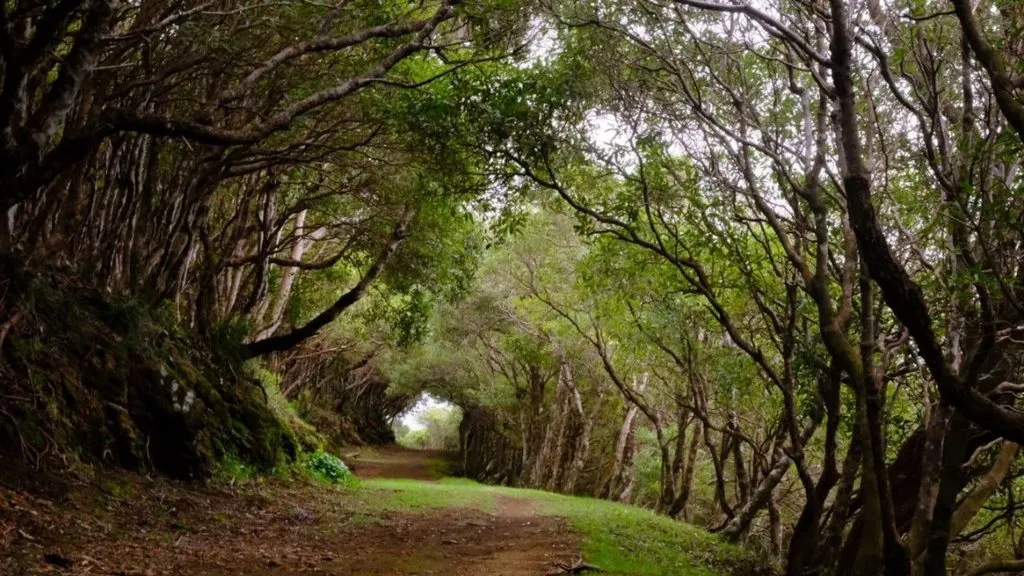 Чайная беседка