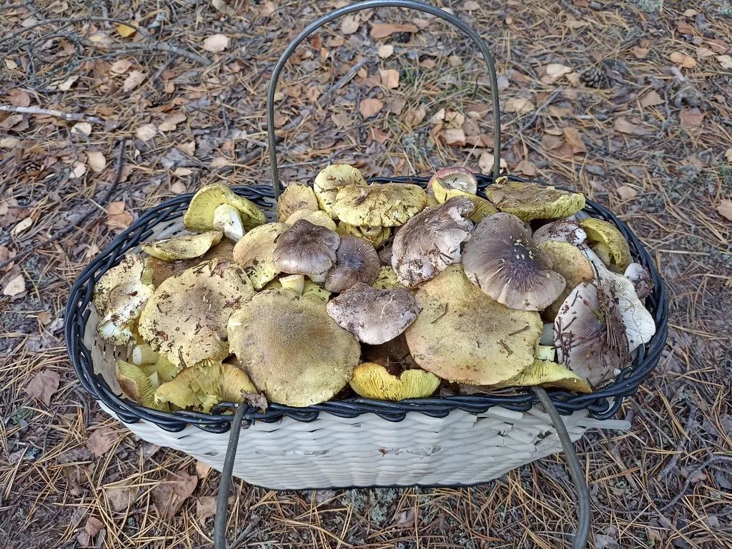 По грибы с лукошком