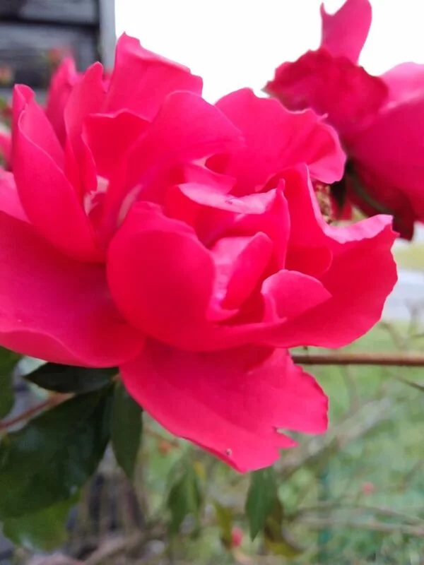 Чайная беседка