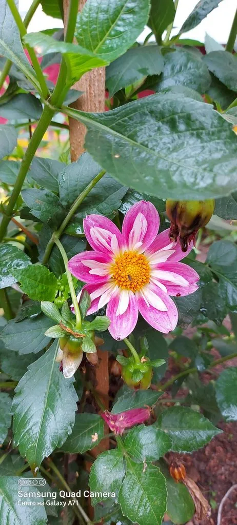 Чайная беседка