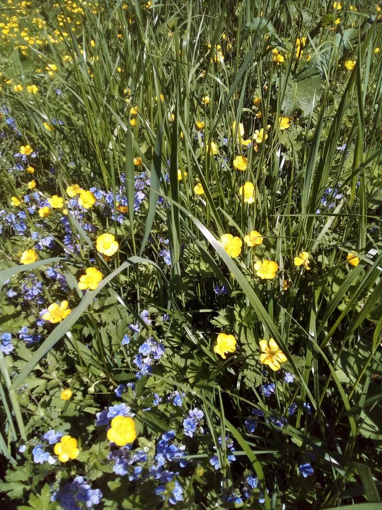 Чайная беседка