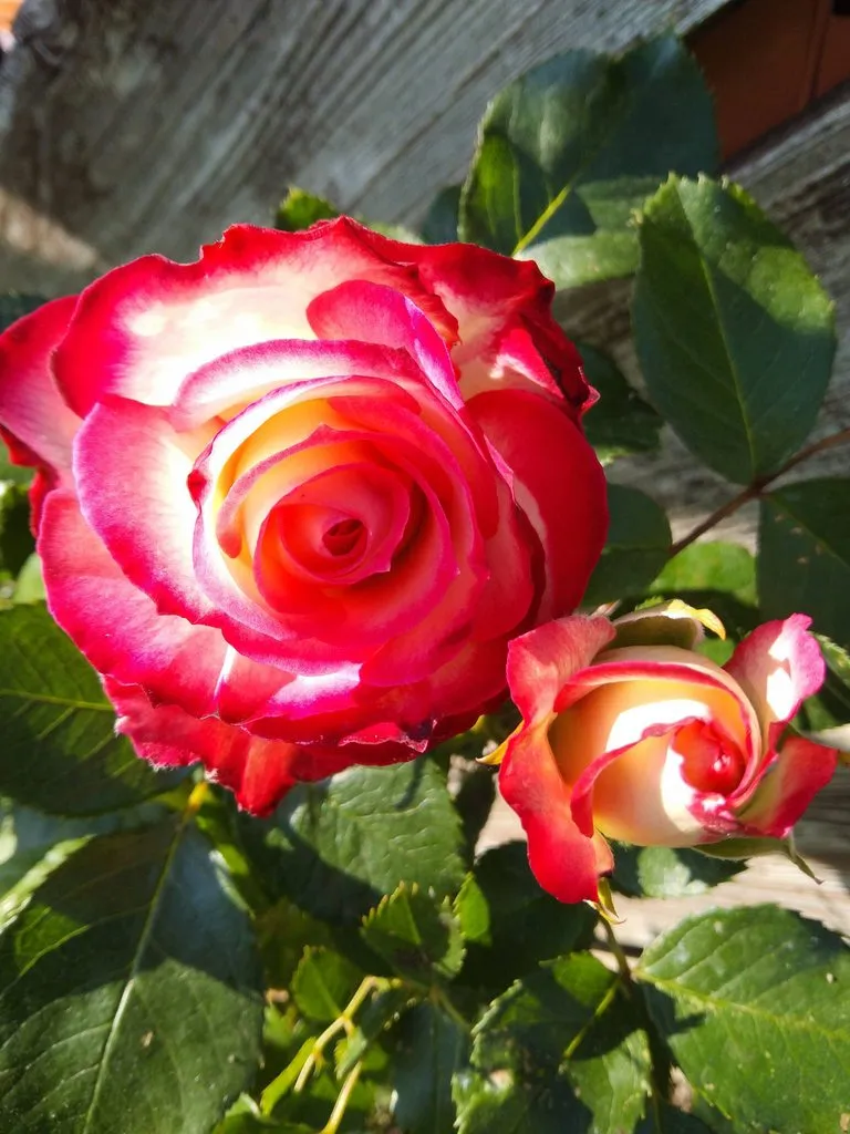 Чайная беседка