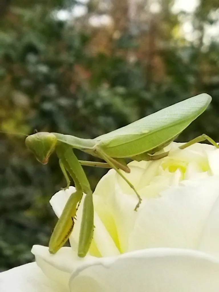 В мире животных