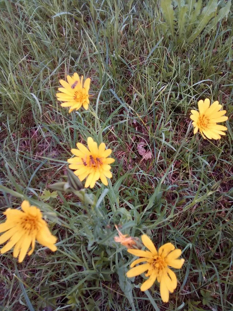 Чайная беседка