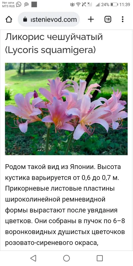 Кафе «У пани Сони»