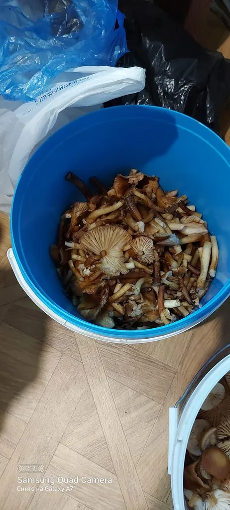 Чайная беседка