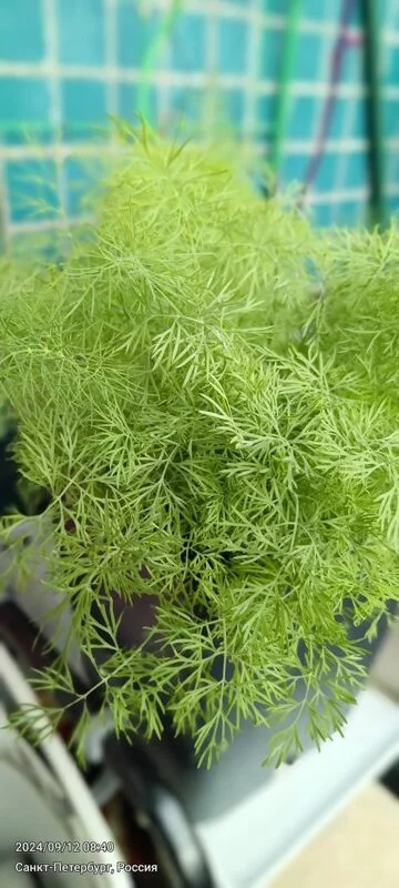 Tapтaлeтки & Ко