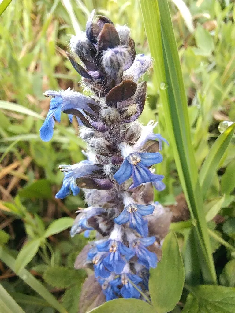 Чайная беседка