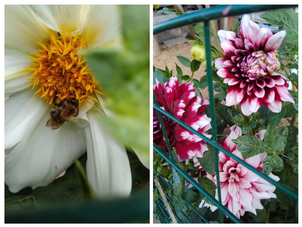 Чайная беседка