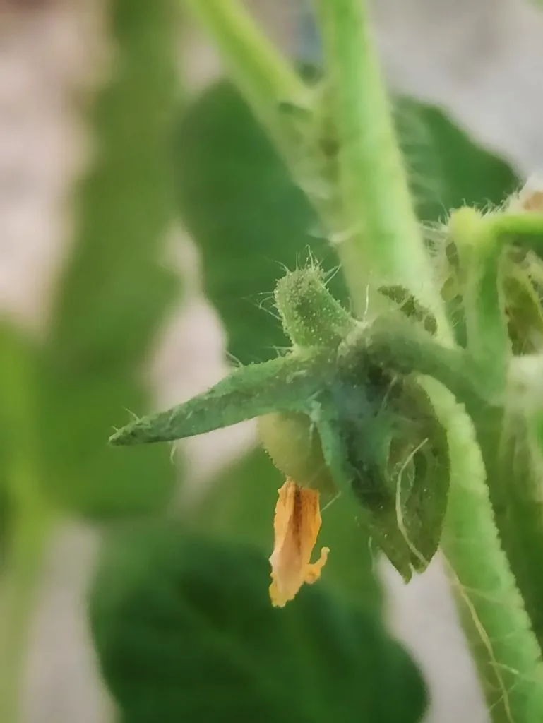 Чайная беседка