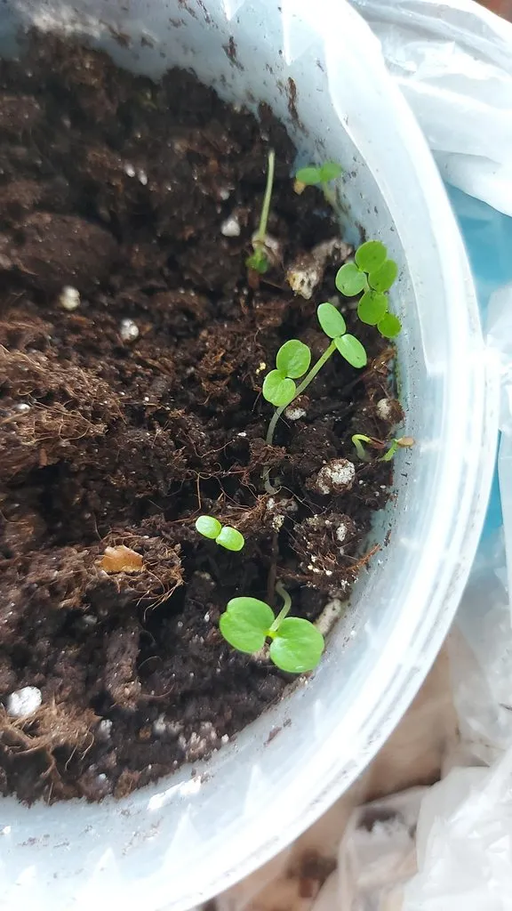 Tapтaлeтки & Ко