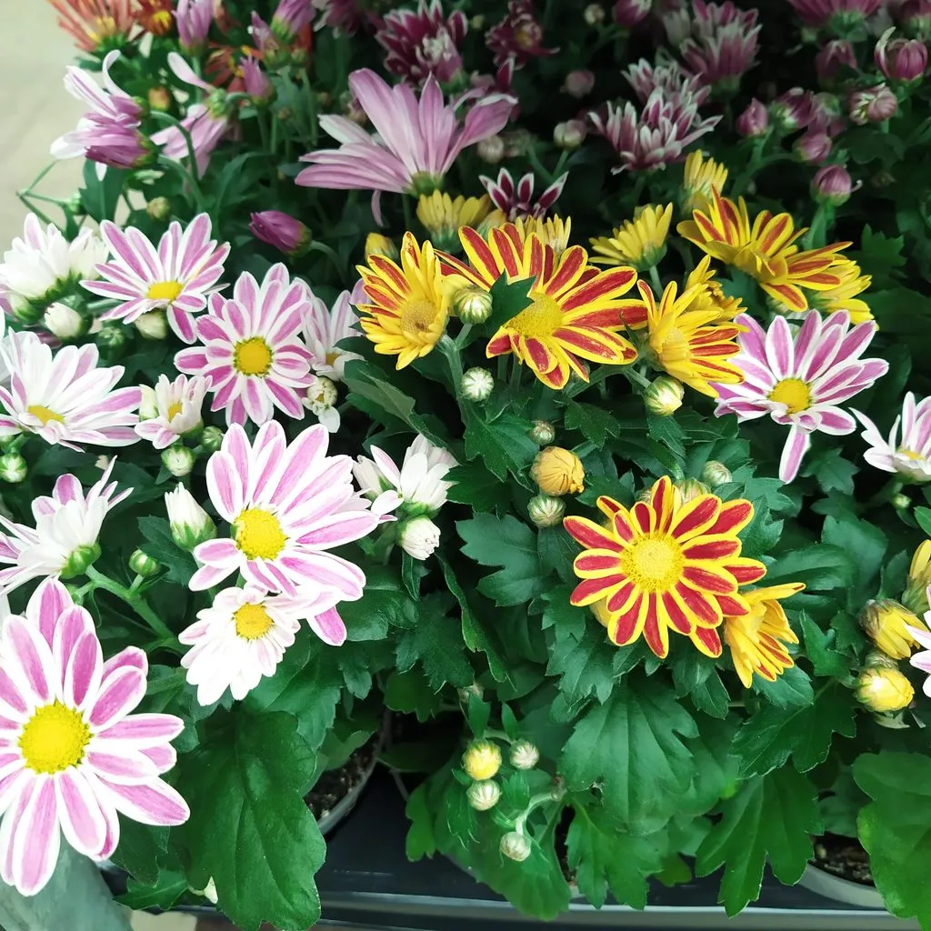 Чайная беседка