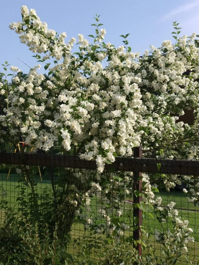 Чайная беседка