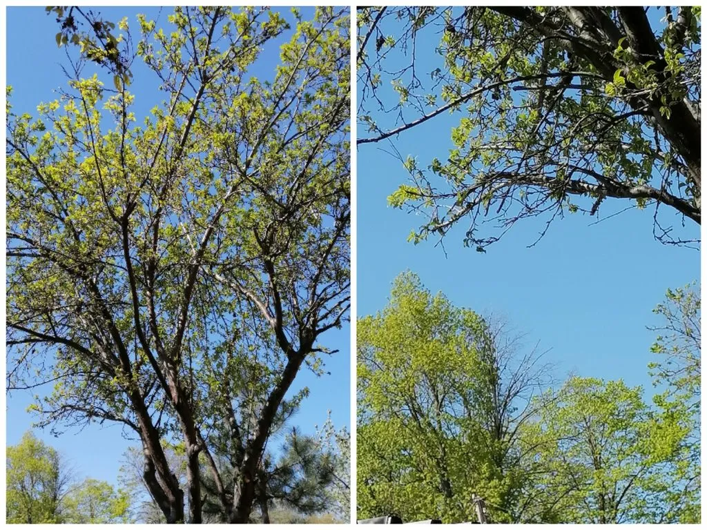 Чайная беседка