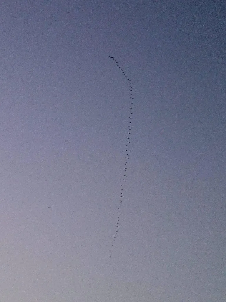 Tapтaлeтки & Ко