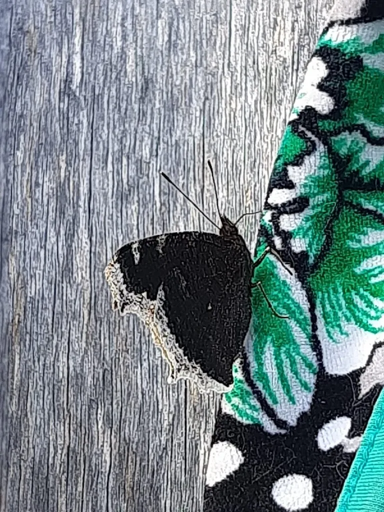 Кафе «У пани Сони»