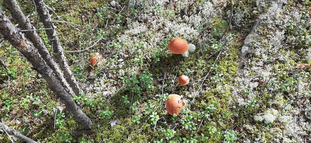 По грибы с лукошком