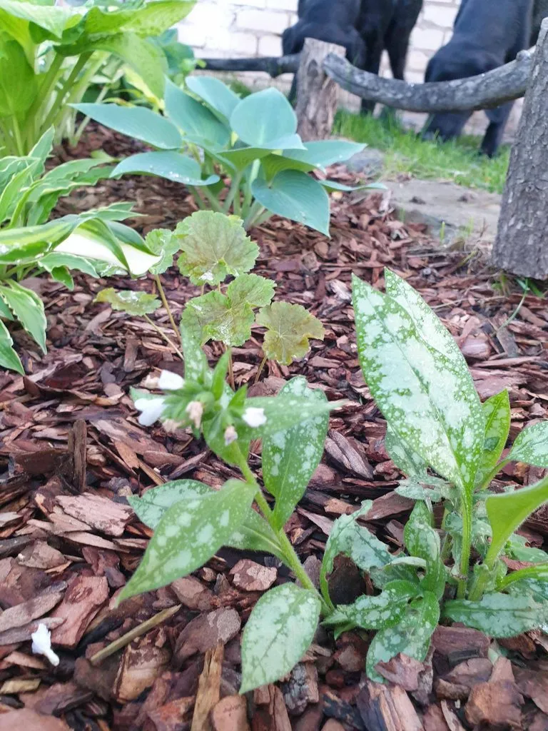 Чайная беседка