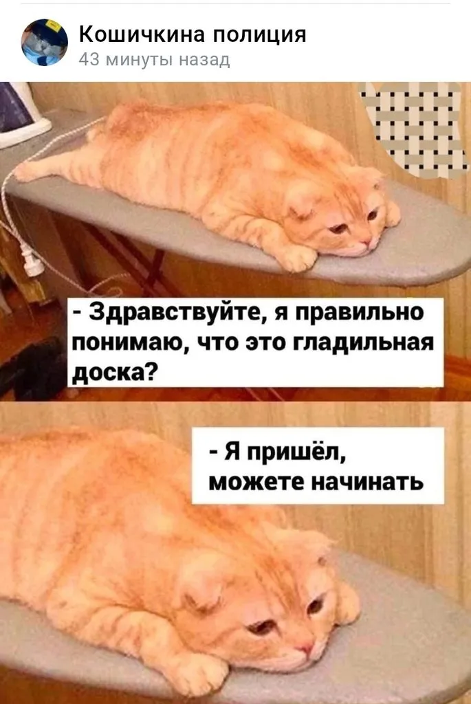 Кошичкина полиция