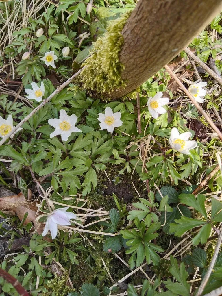 Чайная беседка