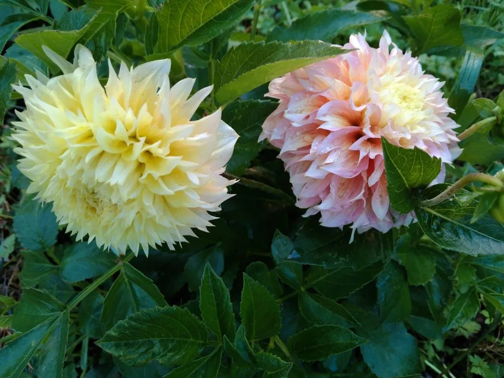 Чайная беседка