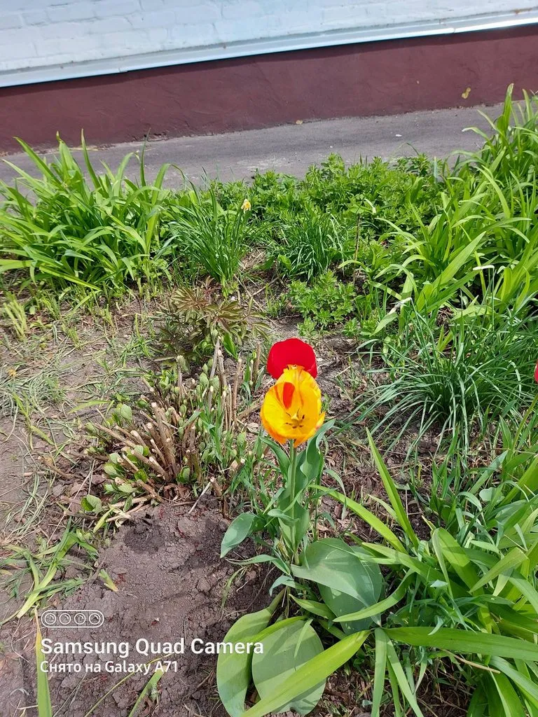 Чайная беседка