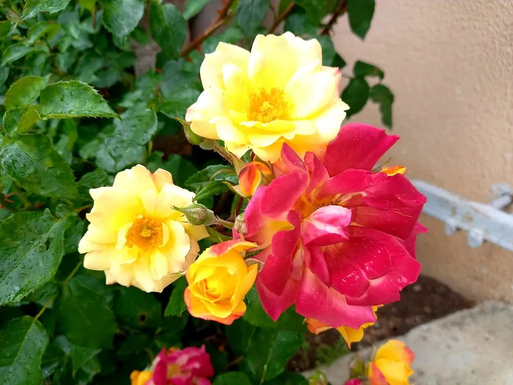 Чайная беседка